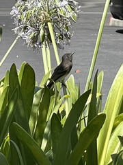 Sayornis nigricans
