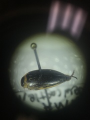 Coptotomus longulus