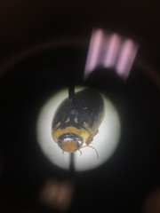 Coptotomus longulus