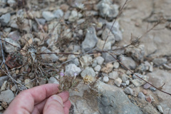 Atractylis cancellata