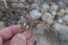 Atractylis cancellata