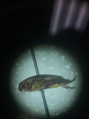 Coptotomus longulus