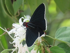 Elbella scylla