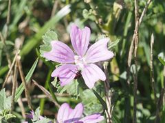 Malva sylvestris sylvestris