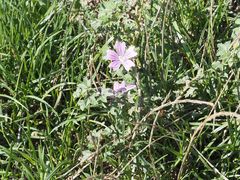 Malva sylvestris sylvestris