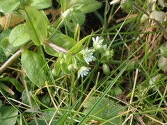 Stellaria media