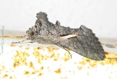 Streaked Plusia