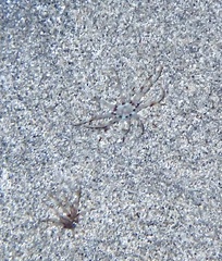 Arachnanthus lilith image