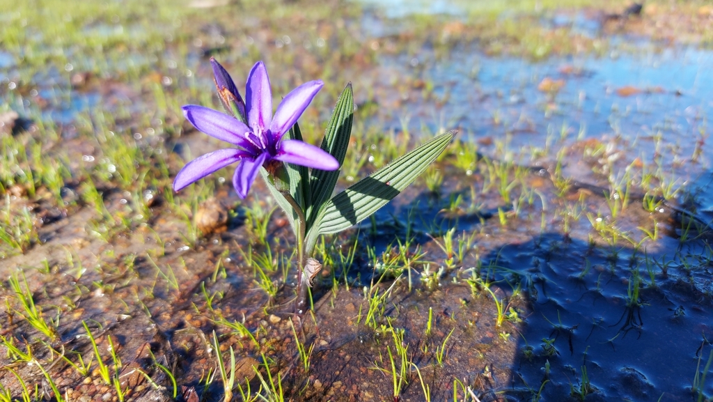 Babiana leipoldtii, Swartland Local Municipality, South Africa