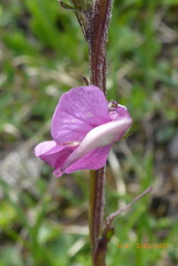 Pedicularis rostratospicata