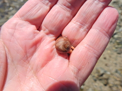 Littorina obtusata