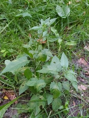 Solanum dulcamara
