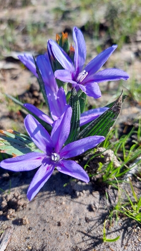 Babiana leipoldtii