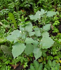 Solanum nigrum