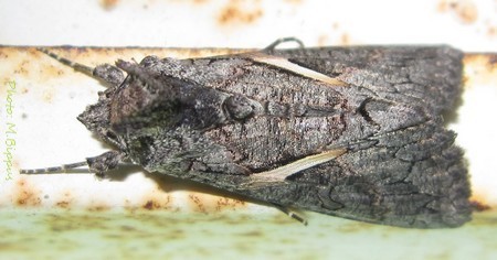 Streaked Plusia