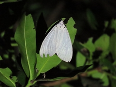 Neochera dominia