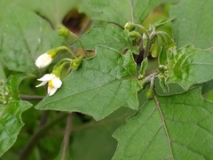 Solanum nigrum