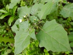 Solanum nigrum