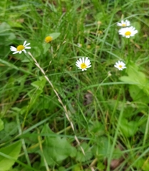Tripleurospermum inodorum