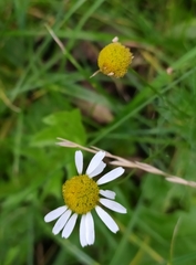 Tripleurospermum inodorum