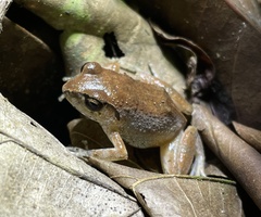 Arthroleptis variabilis