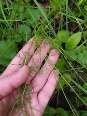 Tripleurospermum inodorum