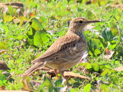 Certhilauda curvirostris brevirostris