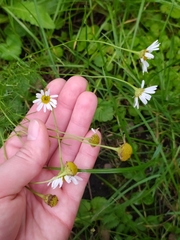 Tripleurospermum inodorum