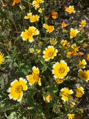 Layia chrysanthemoides