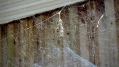 Mecynogea lemniscata