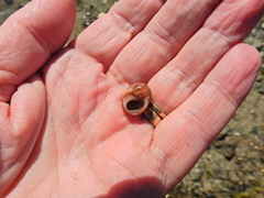 Littorina obtusata