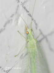 Chrysoperla carnea