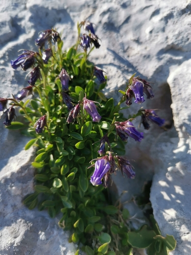 Image of Favratia zoysii by (c) Ljaž, some rights reserved (CC BY)