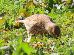 Certhilauda curvirostris brevirostris