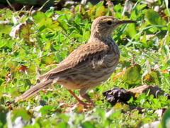 Certhilauda curvirostris brevirostris