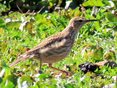 Certhilauda curvirostris brevirostris