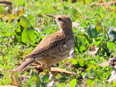 Certhilauda curvirostris brevirostris