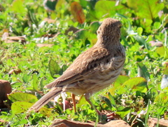 Certhilauda curvirostris brevirostris