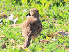 Certhilauda curvirostris brevirostris