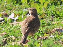 Certhilauda curvirostris brevirostris