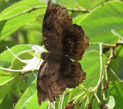 Achlyodes busirus heros