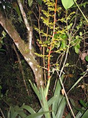 Guzmania diffusa