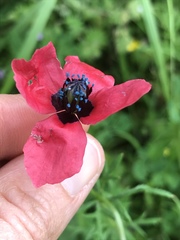 Papaver hybridum