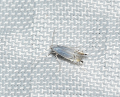 Phyllocnistis vitifoliella