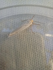 Coscinia chrysocephala