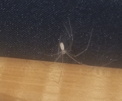 Pholcus phalangioides