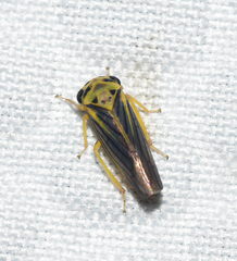 Balcanocerus crataegi
