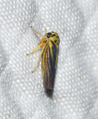 Balcanocerus crataegi