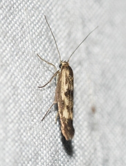 Scythris limbella