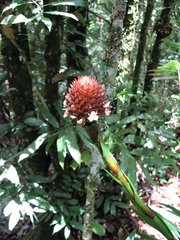 Guzmania